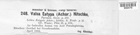 Graphis scripta image